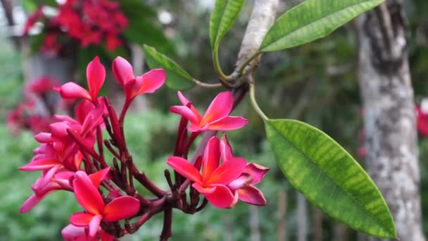 Plumeria Rubra Flowers Blooming Garden Color Deep Pink Tight Bunches — Stock Video