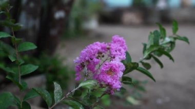 Lagerstroemia indica, çiçekler bir ağaç dalında çiçek açıyor. Çiçek yaprakları buruşuk, parlak mor kümeler halinde..