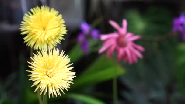Taraxacum Officinale Hat Dichte Gelbe Blütenblätter Mit Langen Hoch Aufragenden — Stockvideo