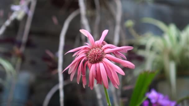 Квітковий Вид Echinacea Purpurea Цвіте Саду — стокове відео