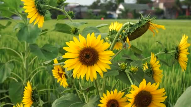 Sonnenblumen Oder Helianthus Annuus Blühen Garten Ihre Blütenblätter Sind Gelb — Stockvideo