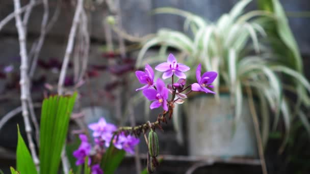 Spathoglottis Plicata Λουλούδι Ανθίζει Στον Κήπο Μωβ Πέταλα Και Πανύψηλους — Αρχείο Βίντεο