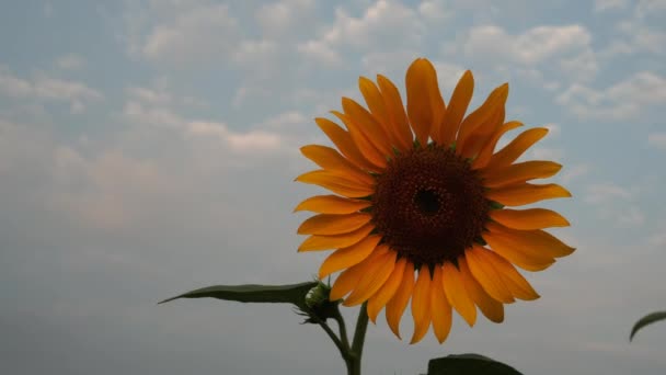 Slunečnice Kvetou Pozadí Modré Oblohy Tenkých Mraků — Stock video