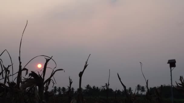 Crepúsculo Con Tallos Plantas Hierba Muriendo Debido Aire Caliente Resultante — Vídeos de Stock