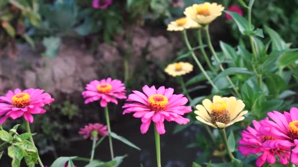 Flores Especie Zinnia Elegans Con Pétalos Rosados Florecen Jardín — Vídeos de Stock