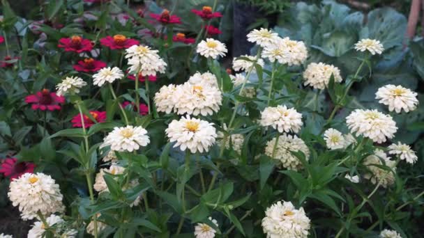 Blüten Der Zinnia Elegans Art Mit Weißen Blütenblättern Blühen Garten — Stockvideo