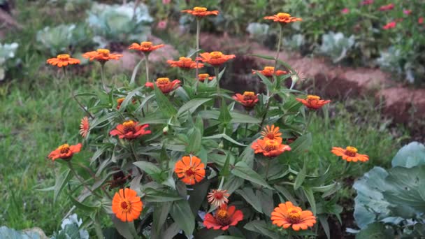Květiny Druhu Zinnia Elegans Pomerančovými Okvětními Lístky Kvetoucí Zahradě — Stock video