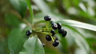Ardisia eliptikasının seyrek meyve kümeleri vardır. Rengi siyah ve parlak bir yüzeyi var..