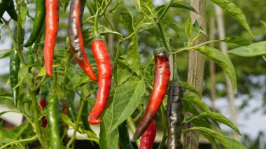 Cayenne biber bitkisi olarak da bilinen Capsicum Annuum, yemyeşil ağaçlar ve yapraklarla dolu bahçelerde bulunur. Askıdaki meyve olgunlaştığında parlak kırmızıdır..