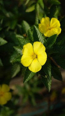 Turnera ulmifolia ağaçta çiçek açıyor. Yapraklar beş sarı renkli. Karaciğer ve kekik çiçekleri ortaya doğru eğilmiş.