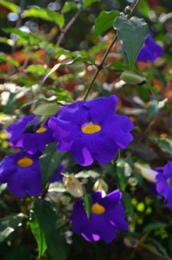 Thunbergia erecta, bahçede çiçekler açıyor. Mor yapraklar, ortasında parlak bir delik olan trompet şeklinde..