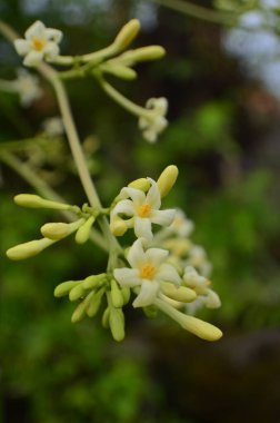 Erkek Carica papayasının çiçekleri küçük taç yapraklarıyla uzun kümeler halinde kümelenmiş..