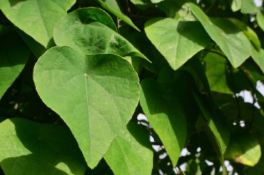 Cyclea barbata 'nın kalp şeklinde yaprakları vardır. Yüzeyinde ince, yoğun kıllar ve sürünen ağaç gövdeleri vardır..