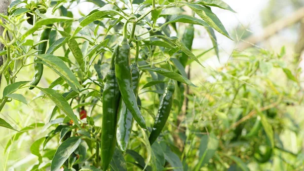 Cayenne biber bitkisi olarak da bilinen Capsicum Annuum, yemyeşil ağaçlar ve yapraklarla dolu bahçelerde bulunur. Asılan meyve olgunlaşmamış olduğunda koyu yeşil ve parlaktır..