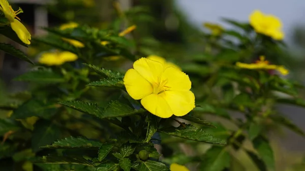 Turnera ulmifolia ağaçta çiçek açıyor. Yapraklar beş sarı renkli. Karaciğer ve kekik çiçekleri ortaya doğru eğilmiş.