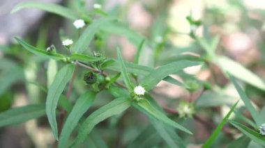 Eclipta prostrata, yeşil uçlu beyaz çiçekler bahçede rüzgarda esen oval yapraklar..