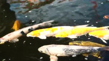 Koi balığı veya cyprinus rubrofuscus akarsu dolu bir gölette yüzüyorlar..
