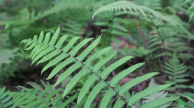 Thelypteris palustris 'in uçlarında daha da kısalan yeşil yaprakları vardır. Sallanan kökleri ormanda rüzgarda sallanıyor.