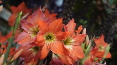 Hippeastrum striatum, çiçeklerin üzerinde ince çizgiler bulunan turuncu yaprakları vardır. Bu yemyeşil bitki bahçede rüzgarda sallanıyor..