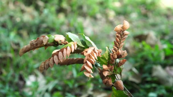 Ormanda Flemingia Strobilifera Oval Yeşil Yapraklı Ağaç Dallarının Ucunda Kuru — Stok video