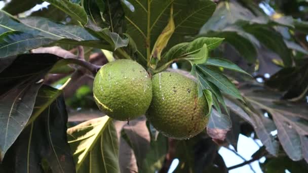 Artocarpus Altilis Die Frucht Ist Zweig Eines Baumes Mit Dichten — Stockvideo