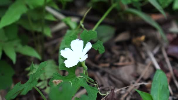 Zapachowe Thunbergia Kwitnie Lesie Płatki Kwiatów Pięć Liczbie Jasnym Białym — Wideo stockowe