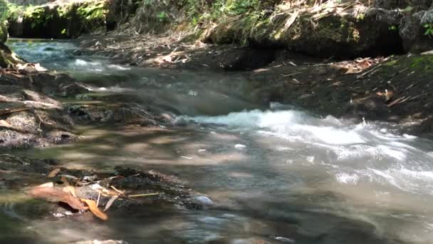 Vatten Rinner Snabbt Liten Flod Vid Skogsbrynet — Stockvideo