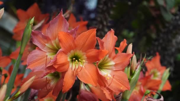 Hippeastrum Striatum Kwiaty Mają Pomarańczowe Płatki Cienkimi Liniami Powierzchni Bujna — Wideo stockowe