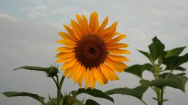 Helianthus Annuus ya da Ayçiçekleri ağaçlarda açar ve rüzgarda hafif bulutlu bir gökyüzünün arka planına doğru eser..