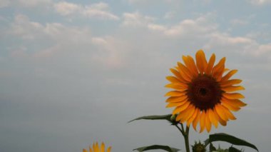 Helianthus Annuus ya da Ayçiçekleri ağaçlarda açar ve rüzgarda hafif bulutlu bir gökyüzünün arka planına doğru eser..