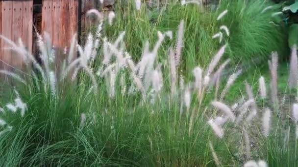 Φοντάνα Χόρτο Pennisetum Alopecuroides Μεγαλώνει Άφθονα Και Φέρει Λευκά Λουλούδια — Αρχείο Βίντεο