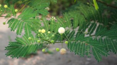 Leucaena löcocephala 'nın çiçekleri rüzgarda esen bir ağaç dalında.