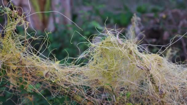 Cuscuta Reflexa Zahradě Tvaru Žlutých Vlasů Tato Parazitická Invazivní Rostlina — Stock video