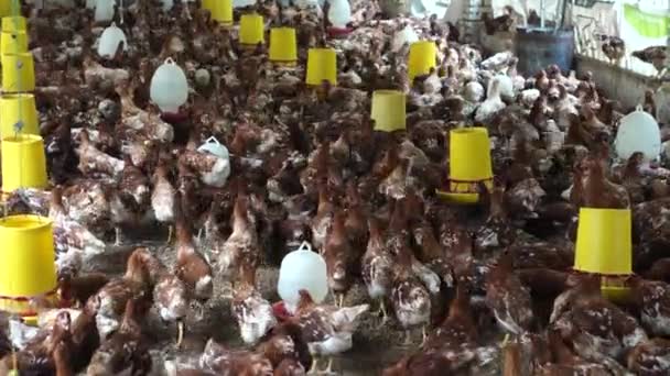 Moderní Farmy Kapacitou Pro Mnoho Kuřat Zásobování Krmivem Pitnou Vodou — Stock video