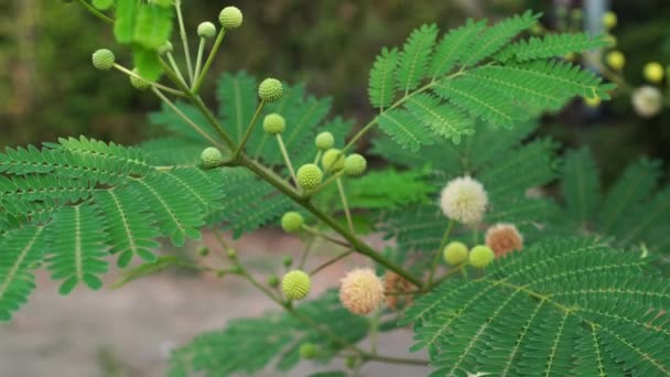 Blüten Von Leucaena Leucocephala Auf Einem Ast Der Wind Weht — Stockvideo