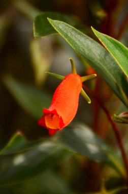 Seemannia Sylvatica 'nın çiçekleri zarif güzellikler sergiliyor, yemyeşil bir ortamda parlak kırmızı-turuncu renkler ve narin taç yapraklarıyla övünüyor. Bu türe Bolivya Günbatımı Gloxinia da denir..