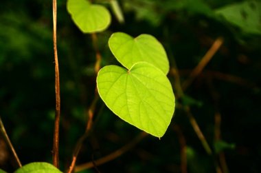 Parlak yeşil renk ve belirgin kalp şekli Cissampelos pareira yaprakları onu puslu bir arka plana karşı çarpıcı bir odak noktası yapar. Bu bitki türü aynı zamanda Velvetleaf olarak da bilinir..