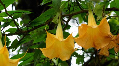 Dallarda sarkan sarı çiçekler, Brugmansia suaveolens bitki türleri yoğun yeşil yapraklara doğal bir kontrast ekleyerek büyük bir trompet şekline sahiptir. Bu türe Melek 'in gözyaşları, Kar Meleği' nin trompeti ve Beyaz Melek trompeti de denir..