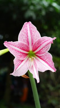 Bahçedeki Hippeastrum striatifolium çiçeğini kapatın. Yumuşak pembe çizgileri olan beyaz, huni şeklinde taç yaprakları güzel ve göze hoş görünüyor. Aynı zamanda Çizgili Yaprak Amaryllis olarak da bilinir..