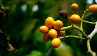 Bitki türünün sarı meyvesi Champereia manillana yoğun kümelerde ağaç dalları üzerinde. Bu tür ayrıca Sahte Zeytin, Chemperai, Cheperi, Cimpri ve Cipreh olarak da bilinir..