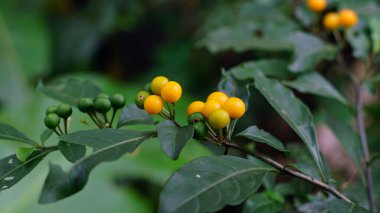 Solanum diphyllum 'un sarı meyvesi aynı zamanda Twoleaf İtüzümü olarak da bilinir. Ağacın dallarında yoğun kümeler halinde olgunlaşır.