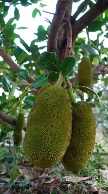 Bahçedeki Artocarpus heterofillus ovaldir ve ağaçtan sarkan demetler vardır. Meyvenin teni yeşil ve yumuşak dikenli bir yüzeyi var.