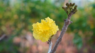 Tabebuia aurea flower on a tree branch, the petals are yellow with a wrinkled surface clipart