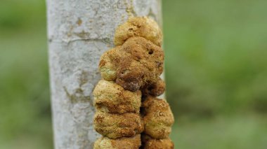 Uromycladium tepperianum or Acacia rust is grows on tree trunks. The color is brownish yellow in the form of dense bubbles that are tightly packed together. clipart