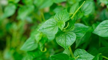 Peperomia pellucida bahçede iyi yetişir. Yapraklar kalp şeklinde ve parlak bir yüzeyi var.