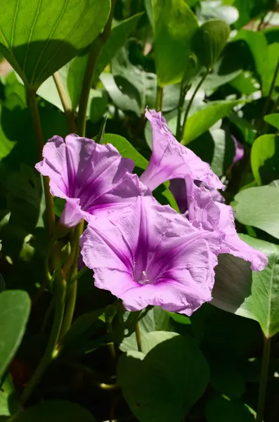 Plaj Sabah Zaferi (Ipomoea pes-caprae), yoğun yeşil yapraklar arasında ince renk grafikleri ve güzel taç yaprakları ile tamamlanmış yumuşak mor bir renge sahip trompet şeklindedir..