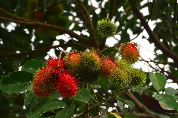 Rambutan meyveleri (Nephelyum Lappaceum) dallarda bol bol yetişir, yumuşak, uzatılmış dikenli ve yoğun yeşil yapraklı canlı kırmızı ve yeşil renkler sergiler..