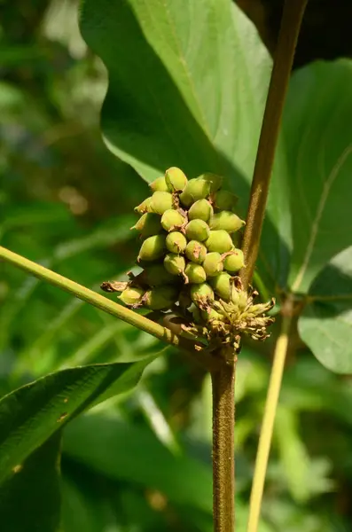 Flemingia makrophylla 'nın yemyeşil kapsülleri geniş yaprakların arasında sergileniyor. Büyüme, doğal cazibe ve tarlada rahatlatıcı yapraklar sergiliyor. Bu tür büyük yaprak fleminji olarak da bilinir..
