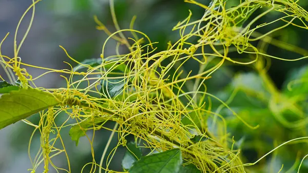 Cuscuta refleksli bitki türleri sarmaşık gibi büyür ve sarı saçlara benzerler. Bu tür aynı zamanda Dev Dodder ve Ulan ulan olarak da bilinir..