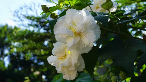Hibiscus, güzel beyaz yapraklı ve yeşil yapraklı ağaçlarda açan çiçekleri mutantlaştırır. Bu türe ayrıca Konfederasyon Gülü, Dixie Rosemallow ve Pamuk Rosemallow da denir..